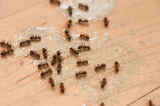 Best Exterminator Services  in Ocklawaha, FL